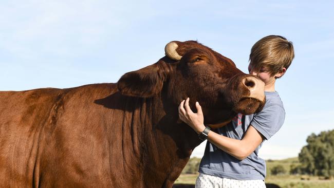 Harry Austin, 12, Mundarlo, NSW, with beef cattle on his family's property.Photo: DANNIKA BONSER