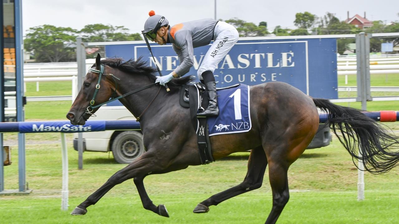 Divine Bene is looking to continue his good form when he steps out on his home track. Picture: Bradley Photos