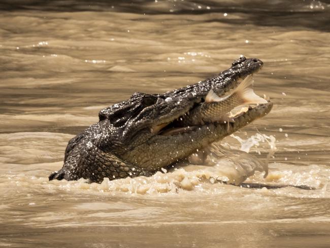 ESCAPE_PIC OF THE WEEK_ Cahill's Crossing_East Alligator River_NORTHERN TERRITORY_CROCODILE_credit: Julie McAllister