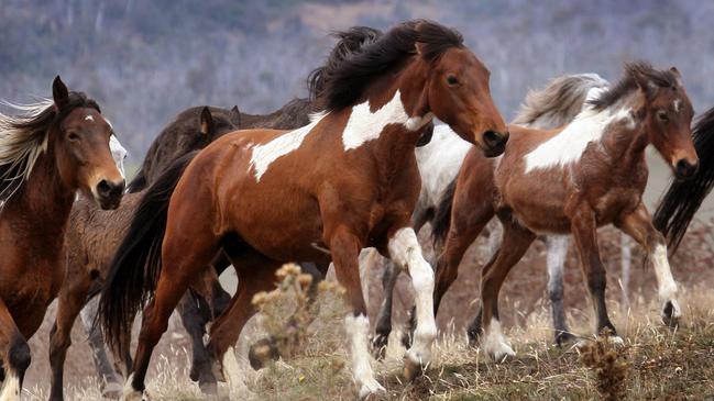 Parks Victoria has proposed a cull of wild brumbies.