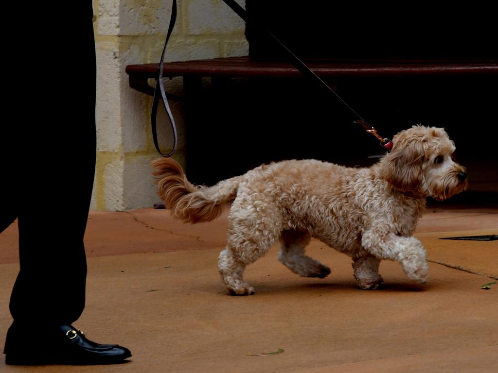 Channing’s dog Sace (as in Versace) was pictured at the funeral. Picture: NCA NewsWire / Sharon Smith