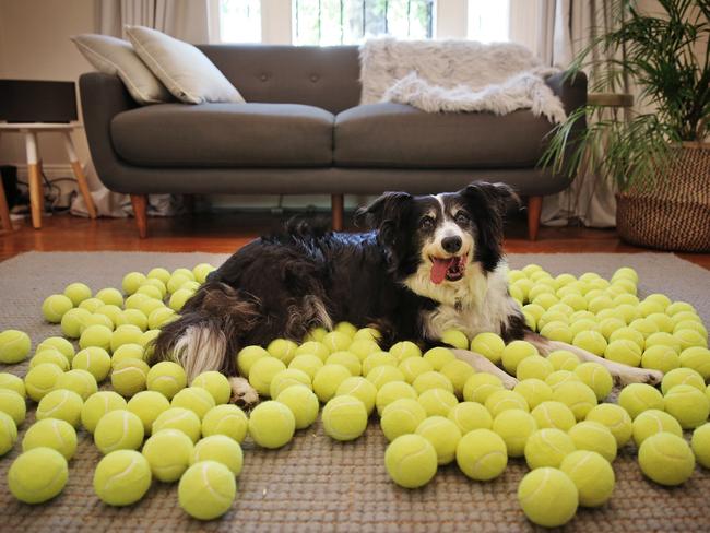 Grover McBane the famous Border Collie pictured at his home in Stanmore today with over 200 donated tennis balls. Picture: Sam Ruttyn