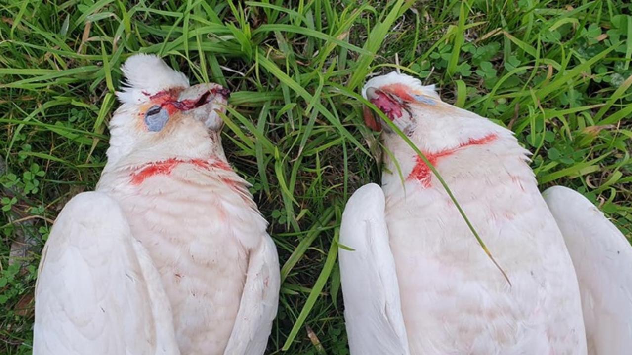 Some of the Corellas that were suspected of being poisoned. Picture: Caspers Bird Rescue.