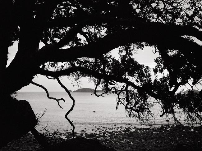 Detail: William Yang, Tree #2, Coromandel. NZ 1994 / Photographer: William Yang / Image courtesy: the artist