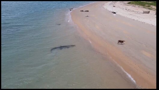 The crocodile at Loyalty Beach just north of the Seisia jetty. Picture: Jerry Ahmat