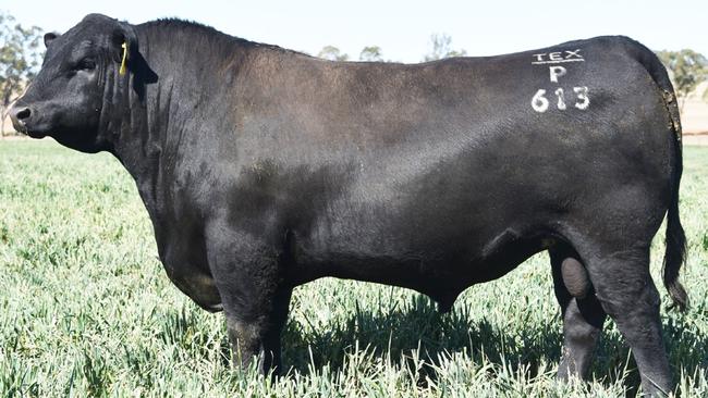 Texas Powerplay P613, which sold for $108,000 in 2020, has gone missing from a farm in Victoria’s North East.