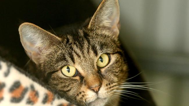 Salome, a former resident at the Redlands Animal Shelter, Thornlands. Picture: Richard Walker