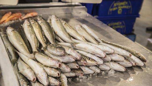 King George Whiting are one of the fish species that could be affected by new reforms. Picture Simon Cross