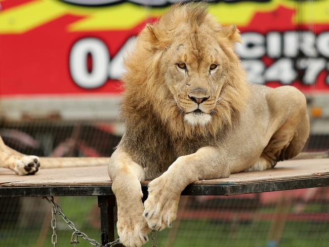 Stardust Circus lion. Picture: Troy Snook