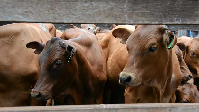 fat-cattle-prices-better-than-expected-the-courier-mail