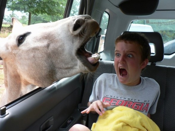 “This is my son on a weekend trip to a drive through safari. My daughter was crying. He wasn’t exactly thrilled with the close up animal encounters either.” Supplied by Jennifer to Awkward Family Photos.