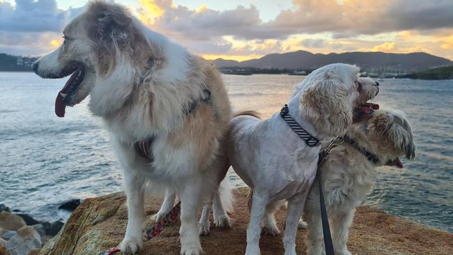 Thanks to Laura Kennedy for this shot of dogs on a rock. Coffs cover image.