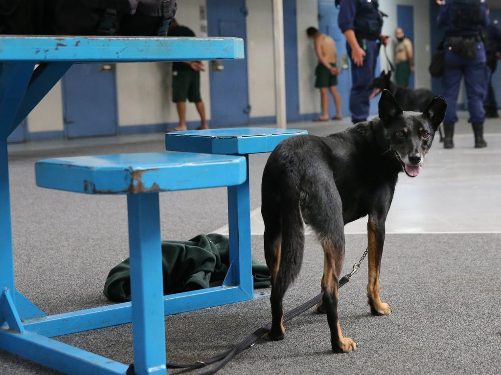 A Corrective Services sniffer dog "Skip" pictured during cell raids at Silverwater Jail looking for contraband. Officers now wear body cams that record the raids. Picture: Richard Dobson