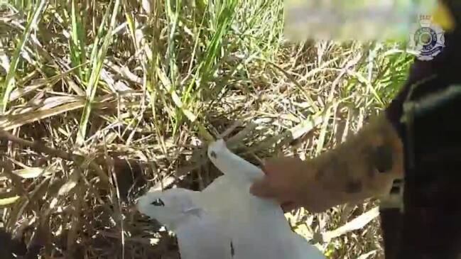 Lina Daley arrested in Yorkeys Knob cane field