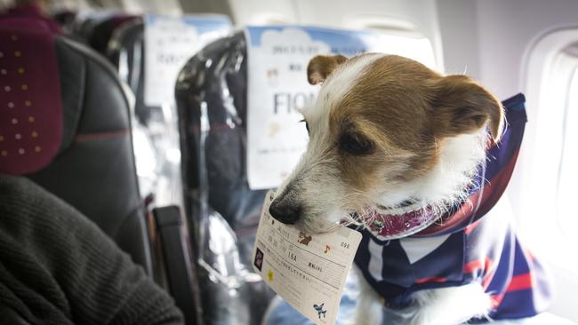 Australians have raised concerns about pets travelling inside the cabin on domestic flights. Photo: Richard Atrero de Guzman