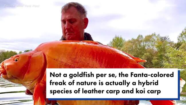 UK fisherman reels in 'world's largest' goldfish