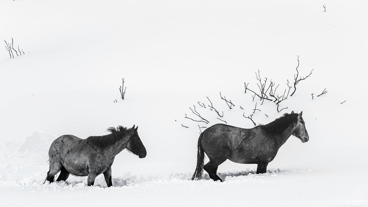 Aerial shooting of wild horses in the Snowy Mountains has been highly controversial. Picture: Brook Mitchell/Getty Images