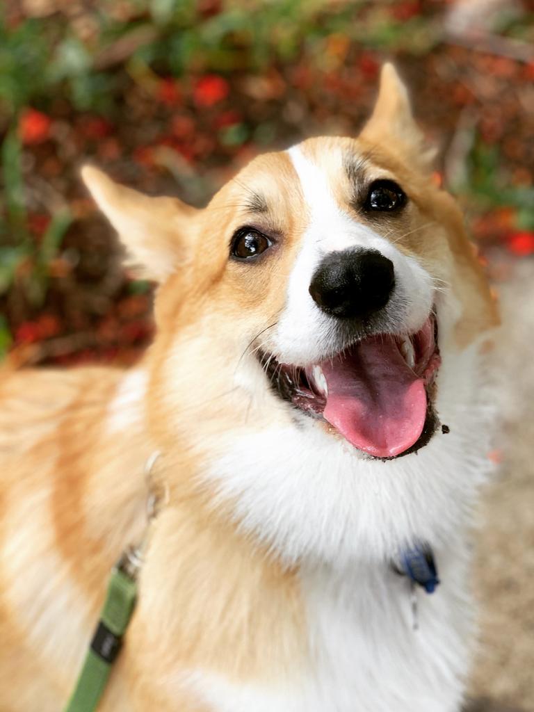 Dogs of Oz Photo Competition: Queensland contenders for Australia’s Top ...