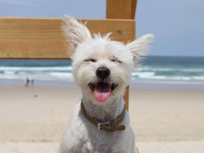 Olive holds the title of best dog in the world according to owner Steve Neumann. Olive loves the beach, chicken and walks.