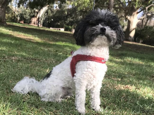 Murphy the moodle, sent in by Heather Berryman, Hyde Park.