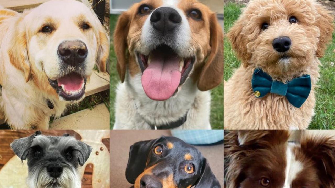 Vote now for Tasmania\'s cutest dog of 2024 | The Mercury
