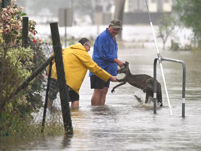 A kangaroo is rescued from floodwaters near the Warrego Highway west of Brisbane. Picture: Lyndon Mechielsen