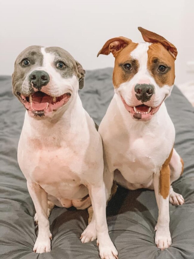 Mia and Millie Coomera - most affectionate, happy , cuddly American staffys you will meet always love a good belly rub, they are inseparable. They also love hide and seek around the house and have great senses