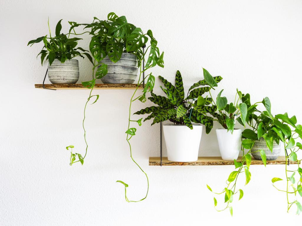 Peace Lilies, Monstera, Calathea, and Golden Pothos houseplants.