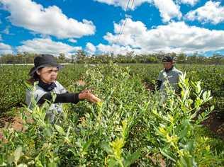 The Australian Blueberry Growers Association says the local industry has been unfairly criticised by the Greens. . Picture: Trevor Veale