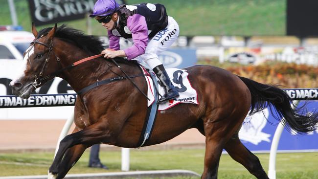 David Vandyke shakes up Metro betting with Prince Cheri bound for ...