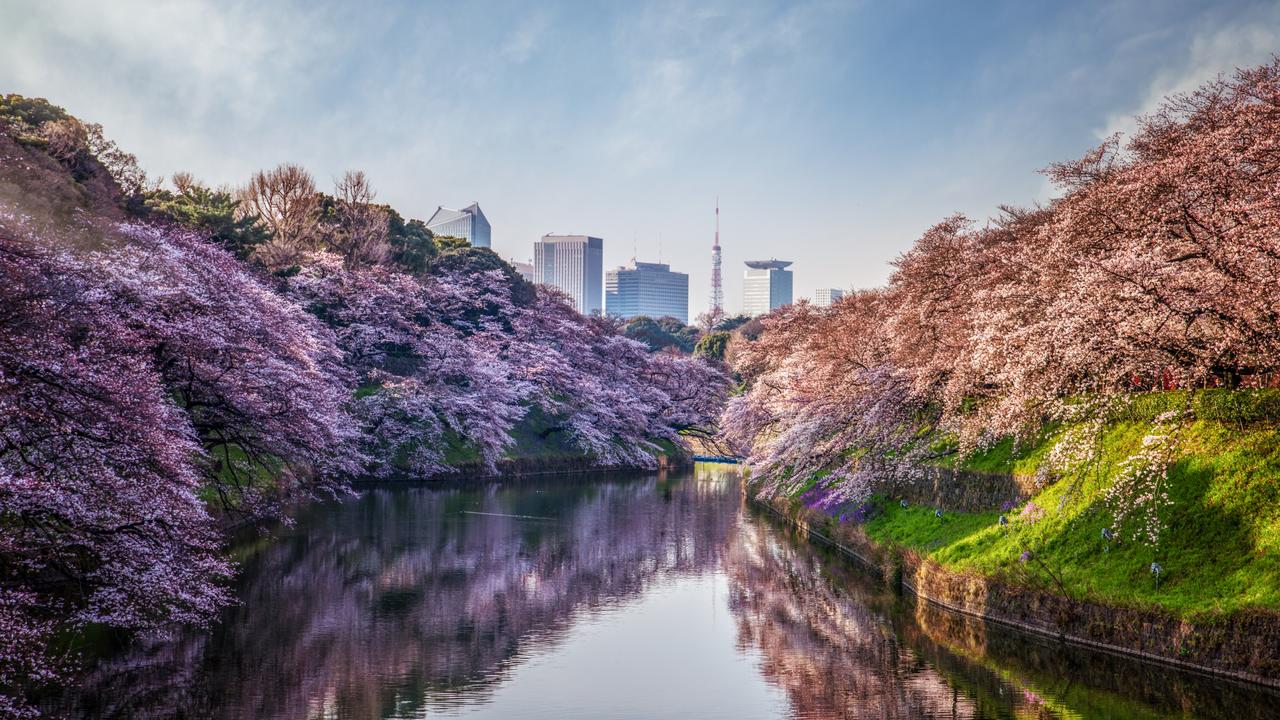 Japan cruises Cherry blossom season with Botanica