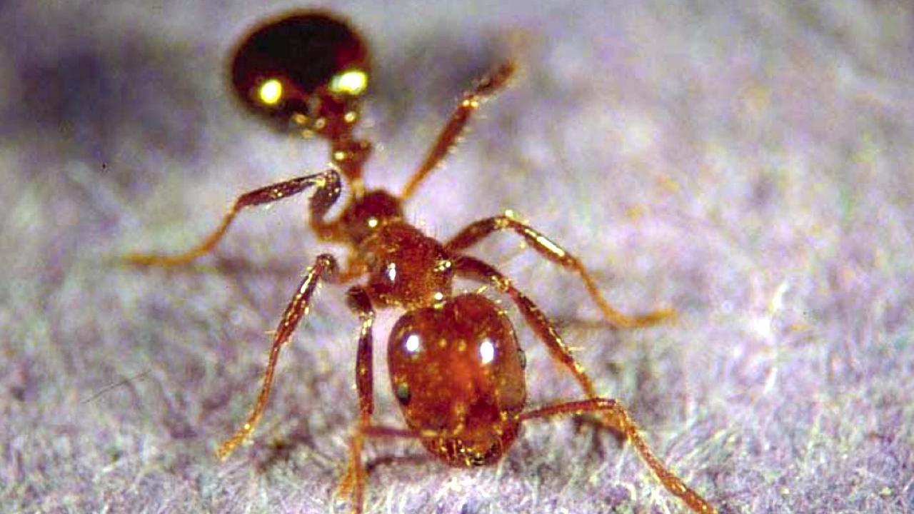 Some landowners have claimed the bait used to eradicate fire ant colonies is toxic and affects their livestock, leading to tense stand-offs with treatment authorities. Picture: Supplied