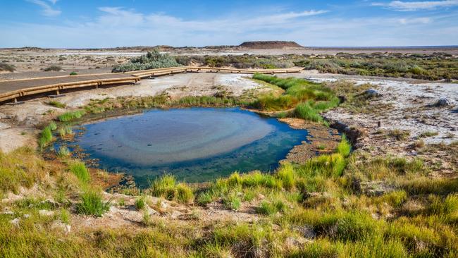 Water of the Great Artesian Basin comes to the surface in Wabma Kardabu Mount Springs Conservation Park. Picture: Alamy