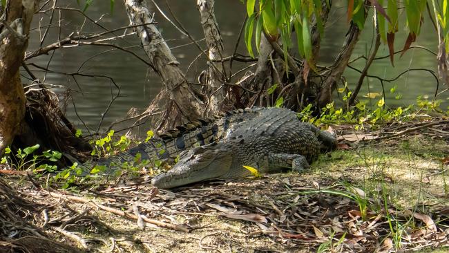 A crocodile has been sighted at the Cattana Wetlands on Monday about 8.30am. Picture: Anthony Parsons.