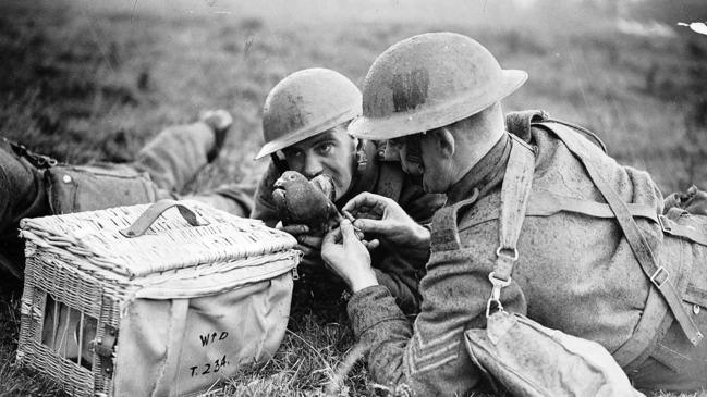 Soldiers send a message using a carrier pigeon, circa October 1940. Picture: Mirrorpix via Getty Images