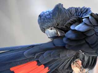 A Red-Tailed Black Cockatoo will feature in the holiday fun. Picture: Mike Knott BUN130319ZOO5