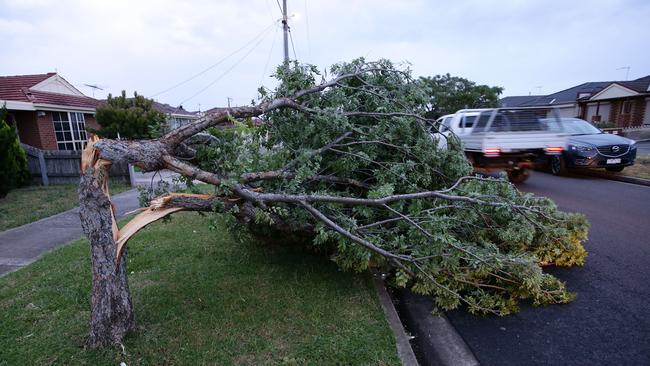 Trees snapped by the high winds. Picture: Norm Oorloff