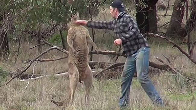 Still image taken from a YouTube clip showing Greig Tonkins punching a kangaroo in the face. Picture: Greg Bloom/Viralhog