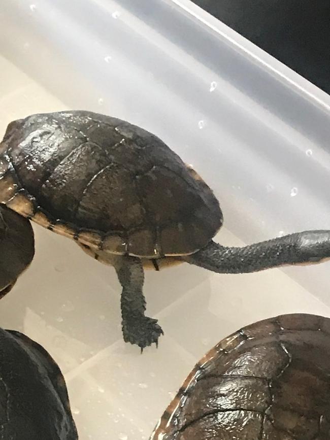 Turtles were seized during the raid. Picture: NSW Police.