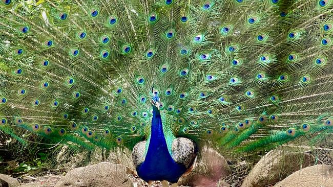 A peacock in the grounds of Sugar Work Park in Edmonton. Picture: Peter Carruthers