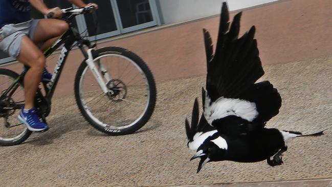 The latest photo of North Burleigh Surf Club evil magpie Hitbird. Picture: Glenn Hampson