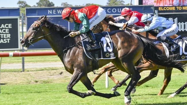 Zizette can continue her good form with another win at Newcastle. Picture: Bradley Photos