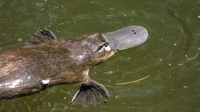 Nikita Kiri took this platypus photo at Eungella National Park Photo: Contributed