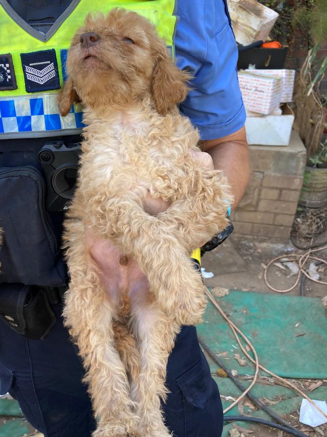 RSPCA inspectors seized 39 labradoodles. Picture: RSPCA