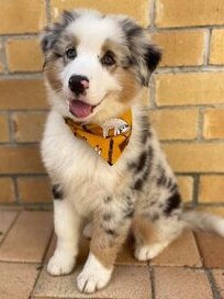 Gold Coast's cutest dogs: Ziggy. Submitted by Stephanie Warner.