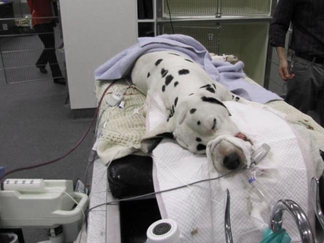 A dalmatian with advanced tick paralysis being mechanically ventilated. Picture: Rob Webster plan to potentially use some of the ventilators in vets surgeries to help people who get coronavirus