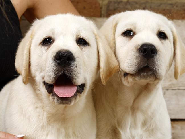 DAILY TELEGRAPH OCTOBER 23, 2024. Labrador puppies from a reputable breeder, the NSW government is introducing legislation banning unregistered puppy farms and setting breeding caps on the number of dogs and how often they can breed. Picture: Jonathan Ng