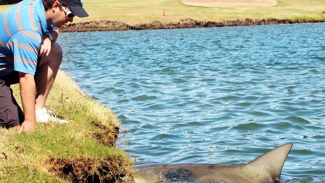 Carbrook Golf Club general manager Scott Wagstaff with one of the sharks that lives in the water on the golf course. Picture: Jodie Richter