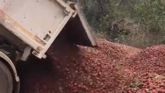 A sea of red at Donnybrook Berries, where fruit is being dumped by the truckload.