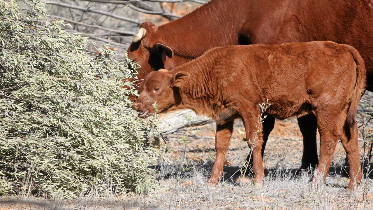 TALKS IN TOWN: AgForce Forums will come to Roma this month, including the cattle and sheep producers' forum. Picture: Contributed